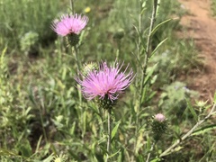 Cirsium wheeleri