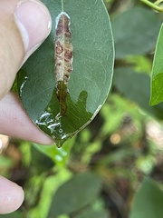 Eucosmophora sideroxylonella