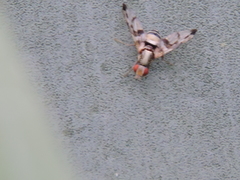 Pseudodyscrasis scutellaris