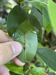 Eucosmophora sideroxylonella