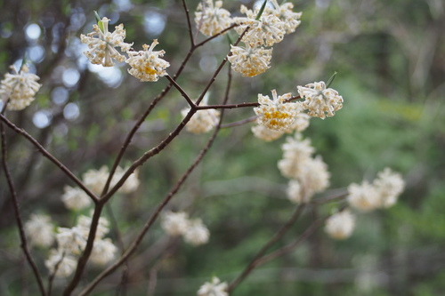 Edgeworthia chrysantha