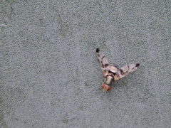 Pseudodyscrasis scutellaris