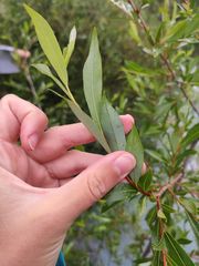 Salix daphnoides