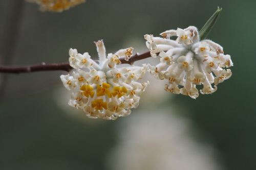 Edgeworthia chrysantha