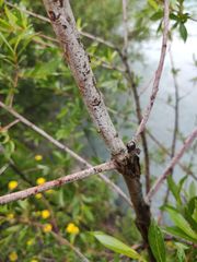 Salix daphnoides