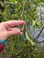 Salix daphnoides