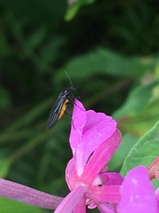 Sciara hemerobioides