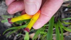 Lachenalia quadricolor