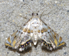 Petrophila heppneri