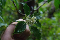 Arachnothryx monteverdensis