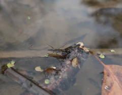 Gerris latiabdominis