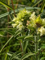 Sideritis hyssopifolia