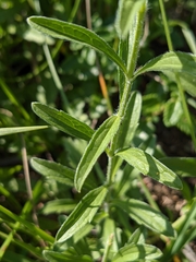Sideritis hyssopifolia