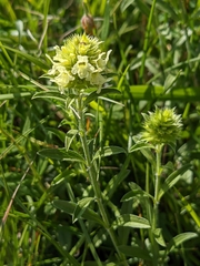 Sideritis hyssopifolia