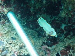 Goniobranchus sinensis