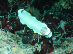 Goniobranchus sinensis