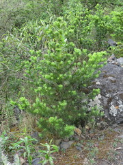 Podocarpus glomeratus