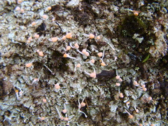 Ostropomycetidae