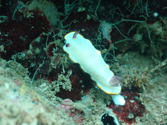 Goniobranchus sinensis