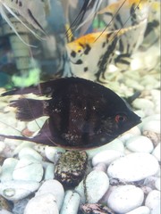 Pterophyllum scalare