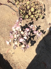 Crassula arborescens arborescens