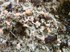 Ostropomycetidae