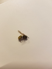 Vespula vulgaris