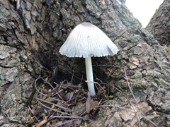 Coprinopsis alopecia