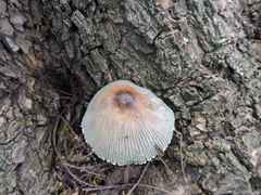 Coprinopsis alopecia