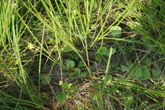 Packera pseudaurea