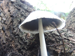Coprinopsis alopecia