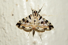 Conchylodes salamisalis