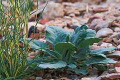 Angiospermae
