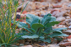 Angiospermae