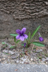Viola mandshurica