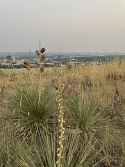 Yucca glauca