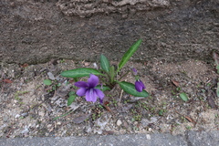 Viola mandshurica