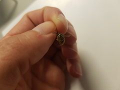 Vespula vulgaris