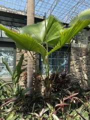 Licuala peltata
