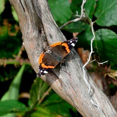 Vanessa atalanta atalanta