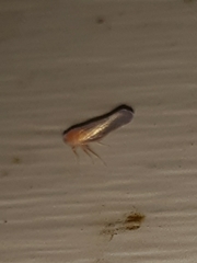 Omolicna