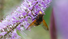 Volucella zonaria
