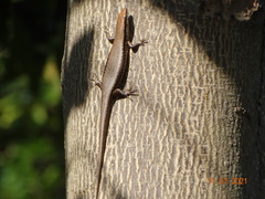 Notomabuya frenata