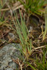 Carex bicolor