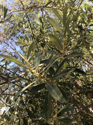 photo of Red Willow (Salix laevigata)