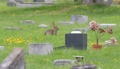 Oryctolagus cuniculus