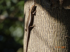 Notomabuya frenata