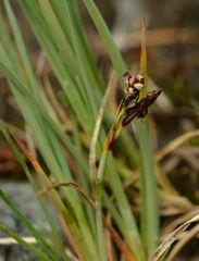 Carex bicolor