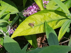 Eristalis tenax