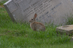 Oryctolagus cuniculus